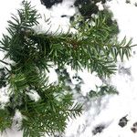 Taxus baccata Hoja