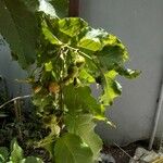 Bunchosia armeniaca 果実