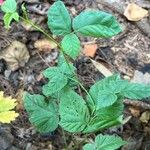 Rubus flagellaris Leaf