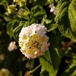 Lantana canescensVirág