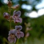 Penstemon leiophyllus 花