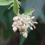 Fontanesia philliraeoides Flower