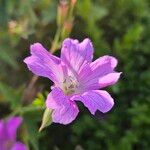Geranium × oxonianum Flor