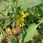 Solanum lycopersicum Blomst