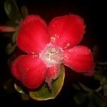 Hibiscus martianus Lorea