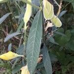 Crotalaria juncea 葉