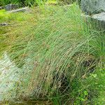 Juncus inflexus عادت