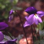 Viola pedata Habitus