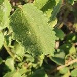 Hibiscus lunariifolius Folha