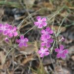 Dianthus lusitanus Flower