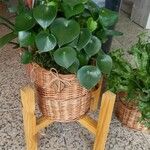 Peperomia polybotrya Лист