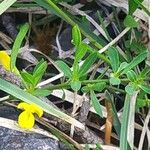 Cytisus decumbens Hoja