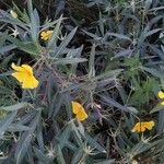 Ludwigia grandiflora Likasa