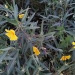 Ludwigia grandiflora Blad