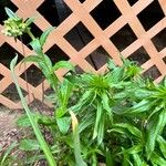 Dianthus barbatus Folla