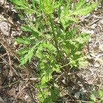 Artemisia princeps List