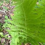 Thelypteris noveboracensis Leaf