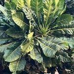 Meryta denhamii Hoja