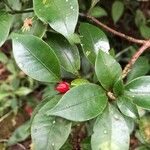 Psychotria chagrensis Frucht