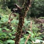 Rubus scaber Other