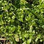 Stellaria apetala Leaf