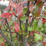 Photinia fraseri عادت داشتن