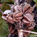 Pittosporum cherrieri Fruit