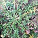 Lepidium coronopus Flower