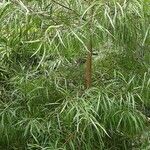 Hakea salicifolia Hábito