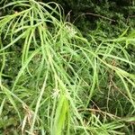 Amsonia ciliata Leaf