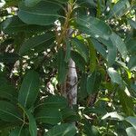 Alyxia spicata 整株植物