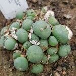 Conophytum breve Frunză