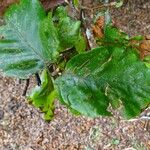 Fagus sylvatica 葉