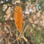Kedrostis leloja Fruit