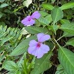 Impatiens platypetala Flower