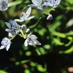 Hyacinthoides italica फूल