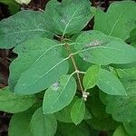 Apocynum androsaemifolium Leaf