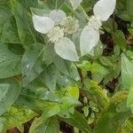 Pycnanthemum muticum Flower