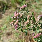 Pluchea camphorata Fiore