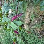 Phytolacca bogotensisFuelha