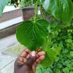 Tilia × euchlora Folla