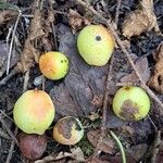 Cormus domestica Fruit