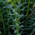 Euphorbia seguieriana 叶