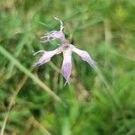 Dianthus superbusFlower