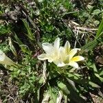 Freesia leichtlinii Blüte