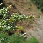 Asparagus horridus Листок