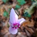 Cyclamen hederifolium Цвят