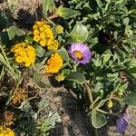 Abronia latifolia Flower