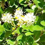 Bursaria spinosa Flower