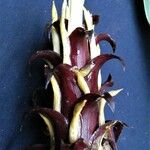 Pitcairnia imbricata Fruitua